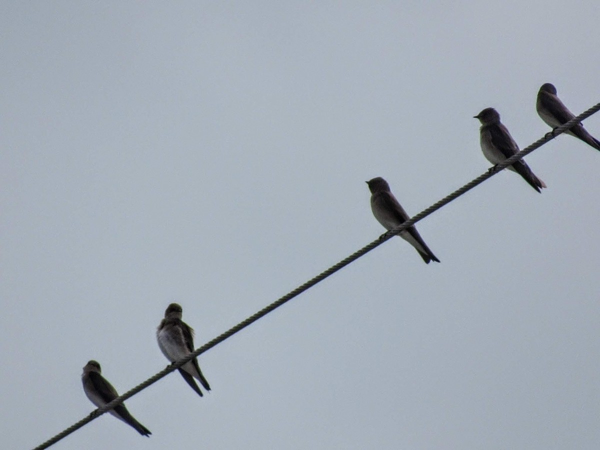 Northern Rough-winged Swallow - ML393274071