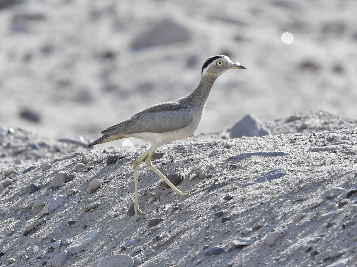 Peruvian Thick-knee - ML393274421