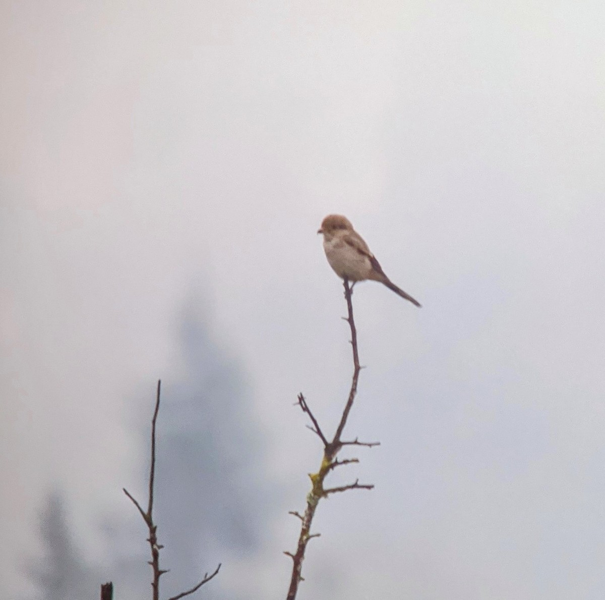 Northern Shrike - ML393275041