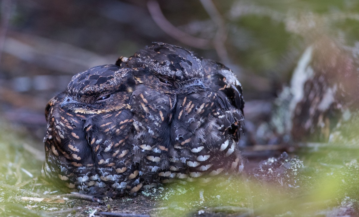 Diabolical Nightjar - ML393275441