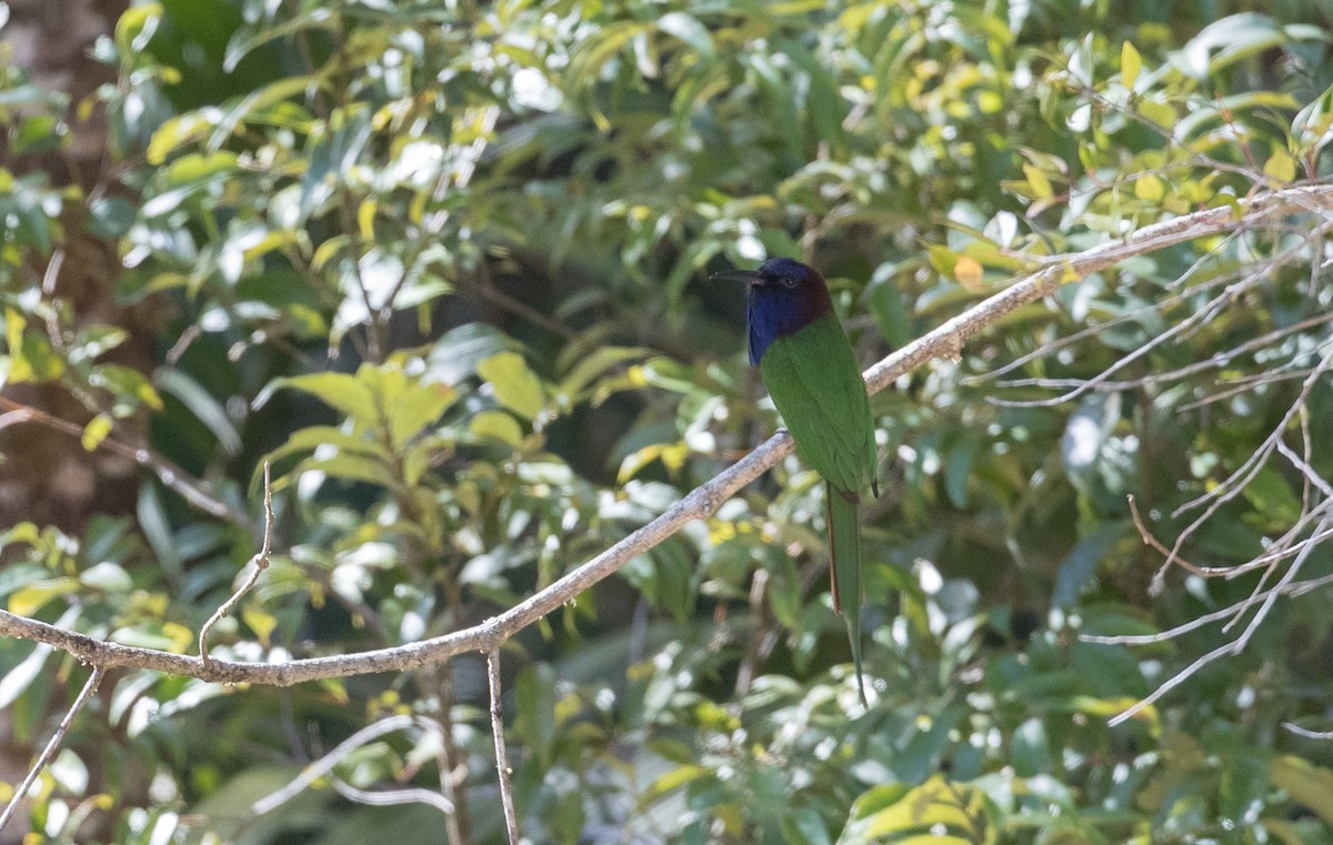 Purple-bearded Bee-eater - ML393275661