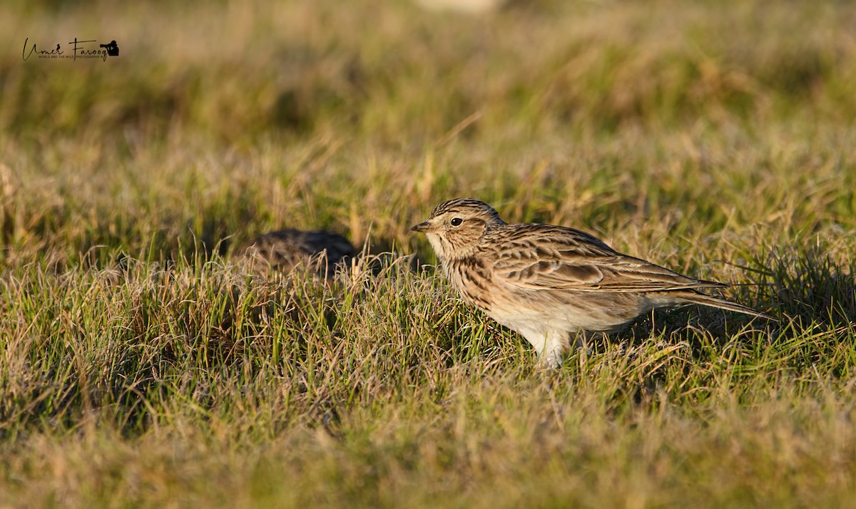 Eurasian Skylark - ML393276031