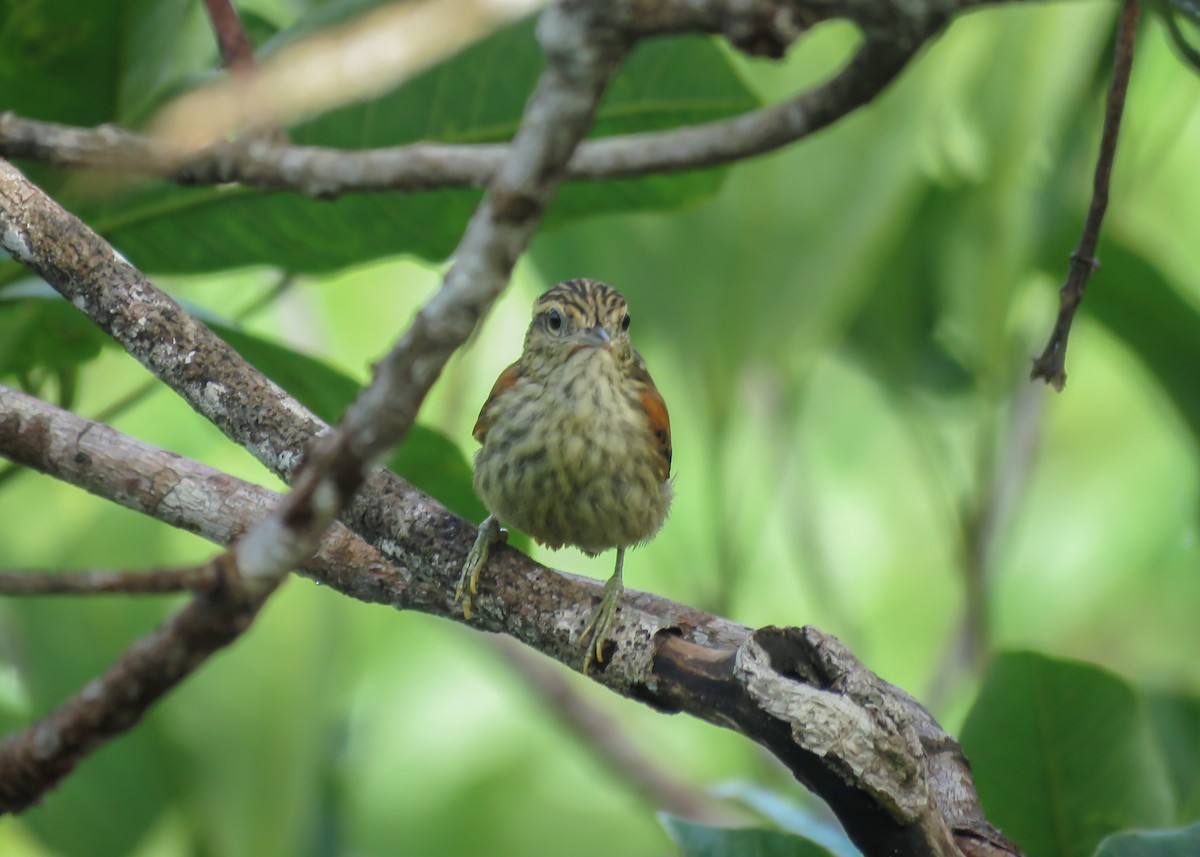 Rufous-tailed Xenops - Arthur Gomes