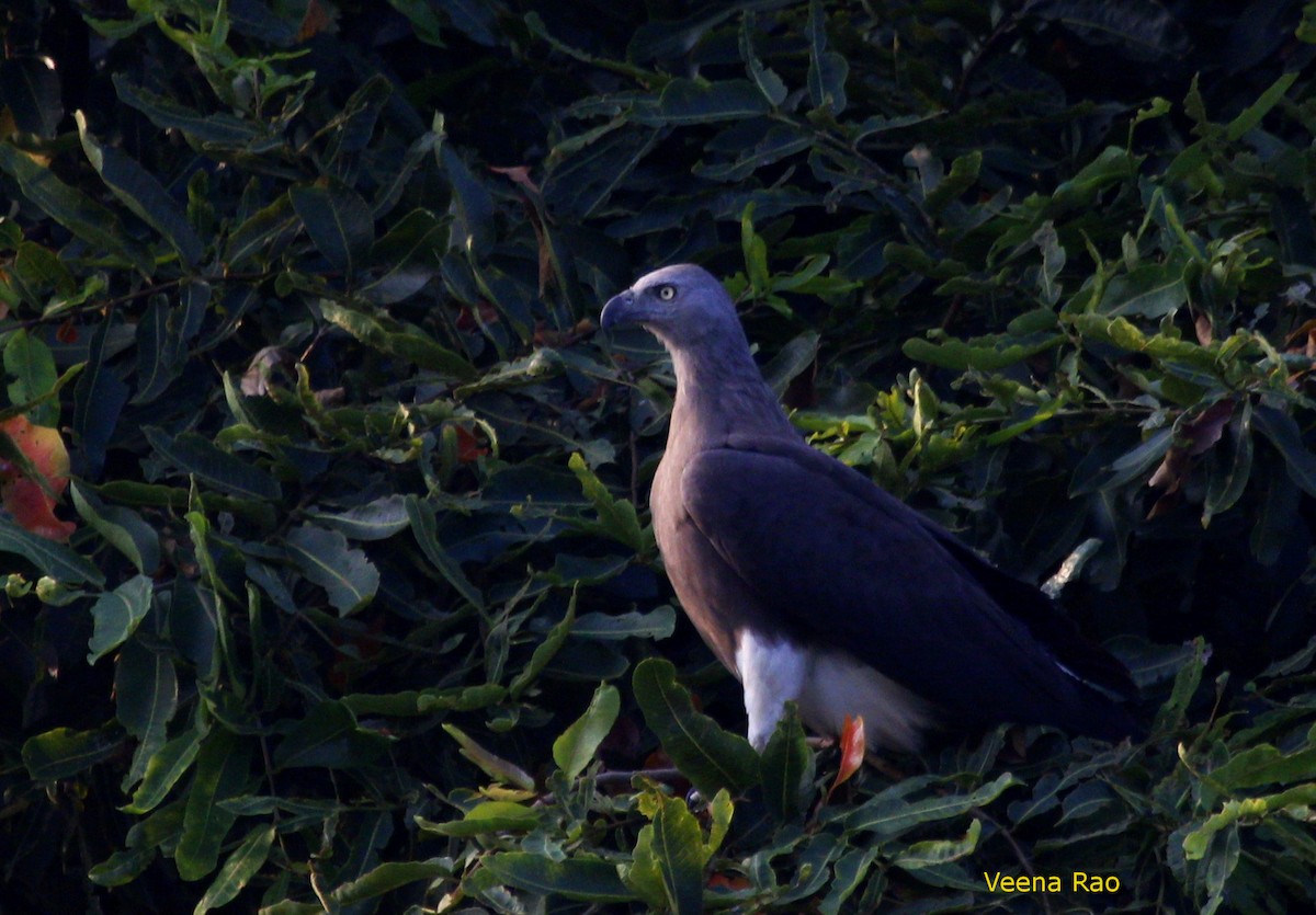 Gray-headed Fish-Eagle - ML39327701