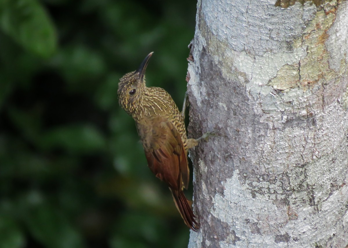 strekbuktreløper (picumnus gr.) - ML393277051