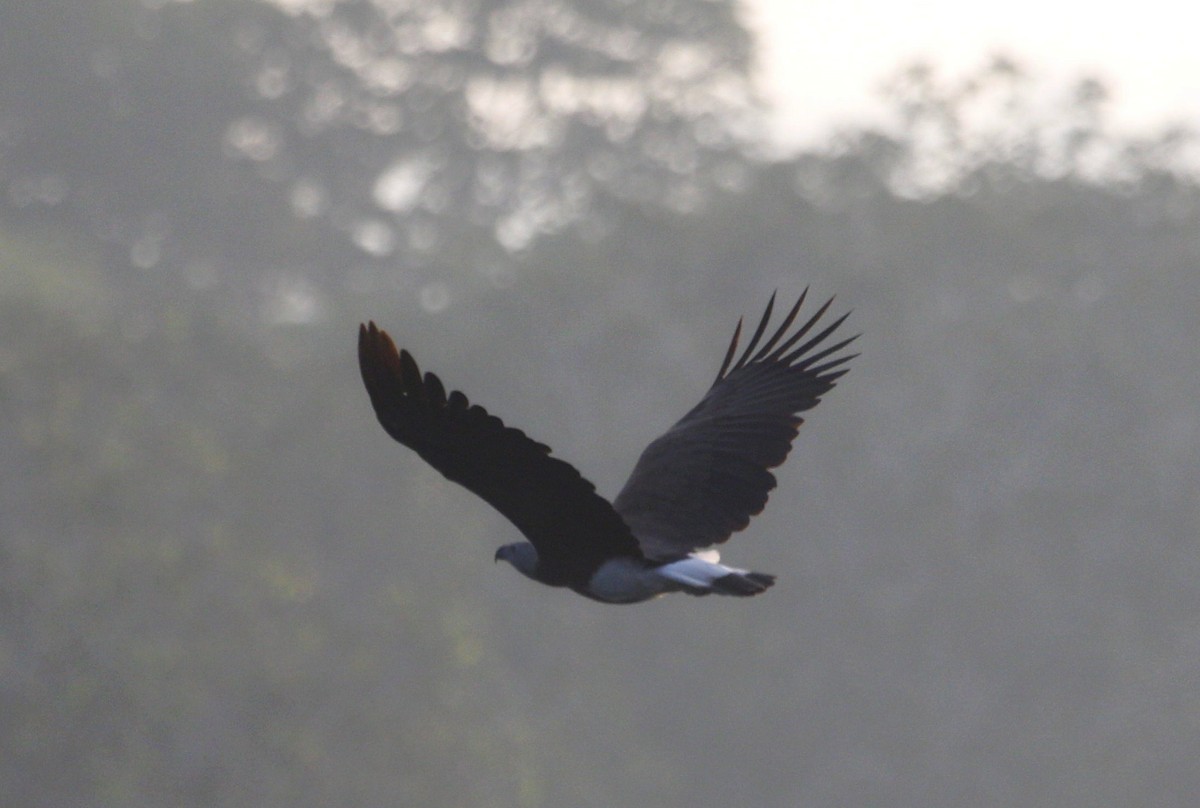 Gray-headed Fish-Eagle - Veena Rao