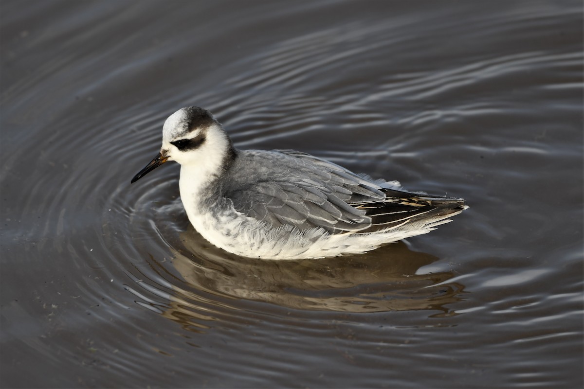 Red Phalarope - Mark Miller