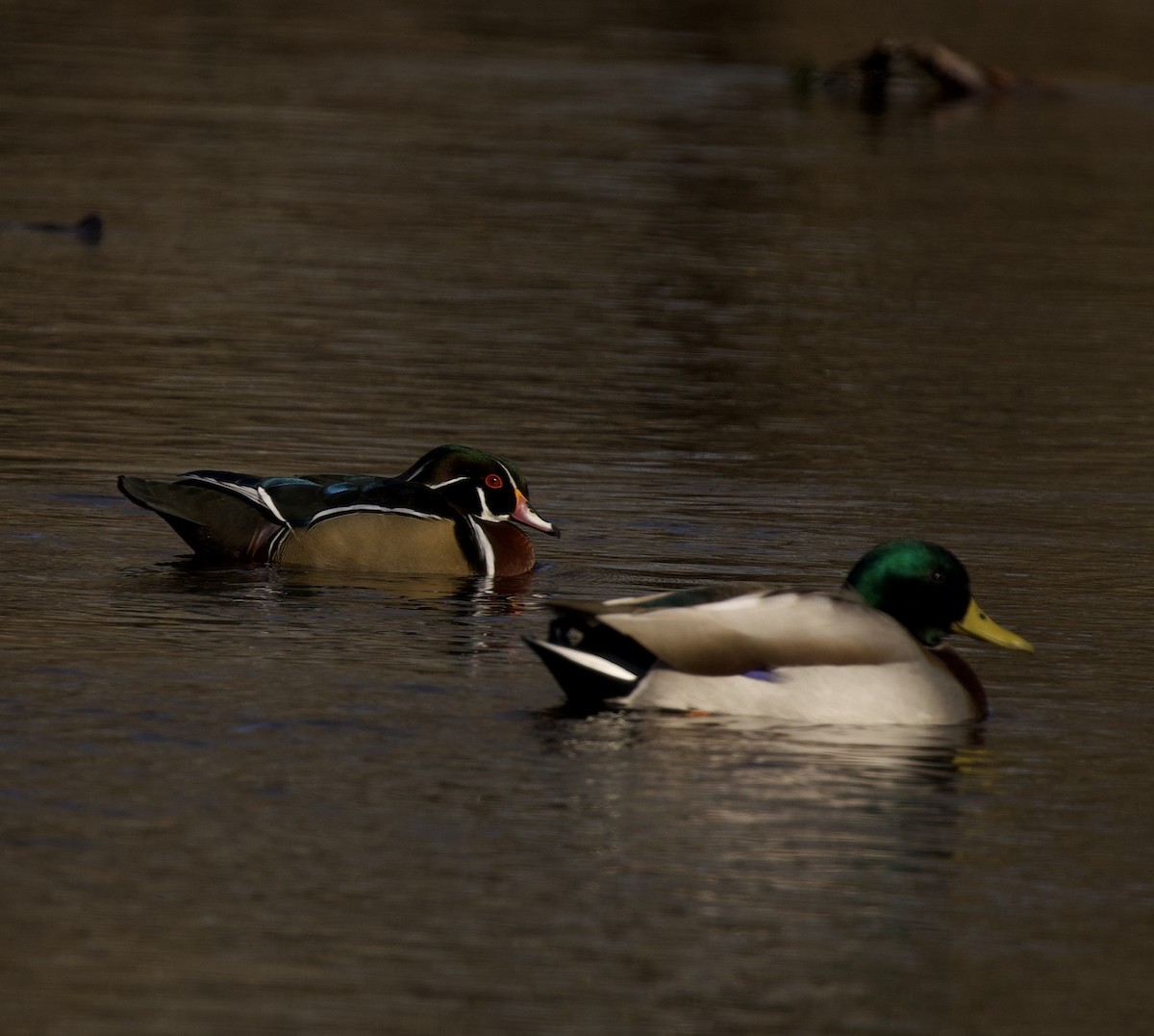 Wood Duck - ML393279621