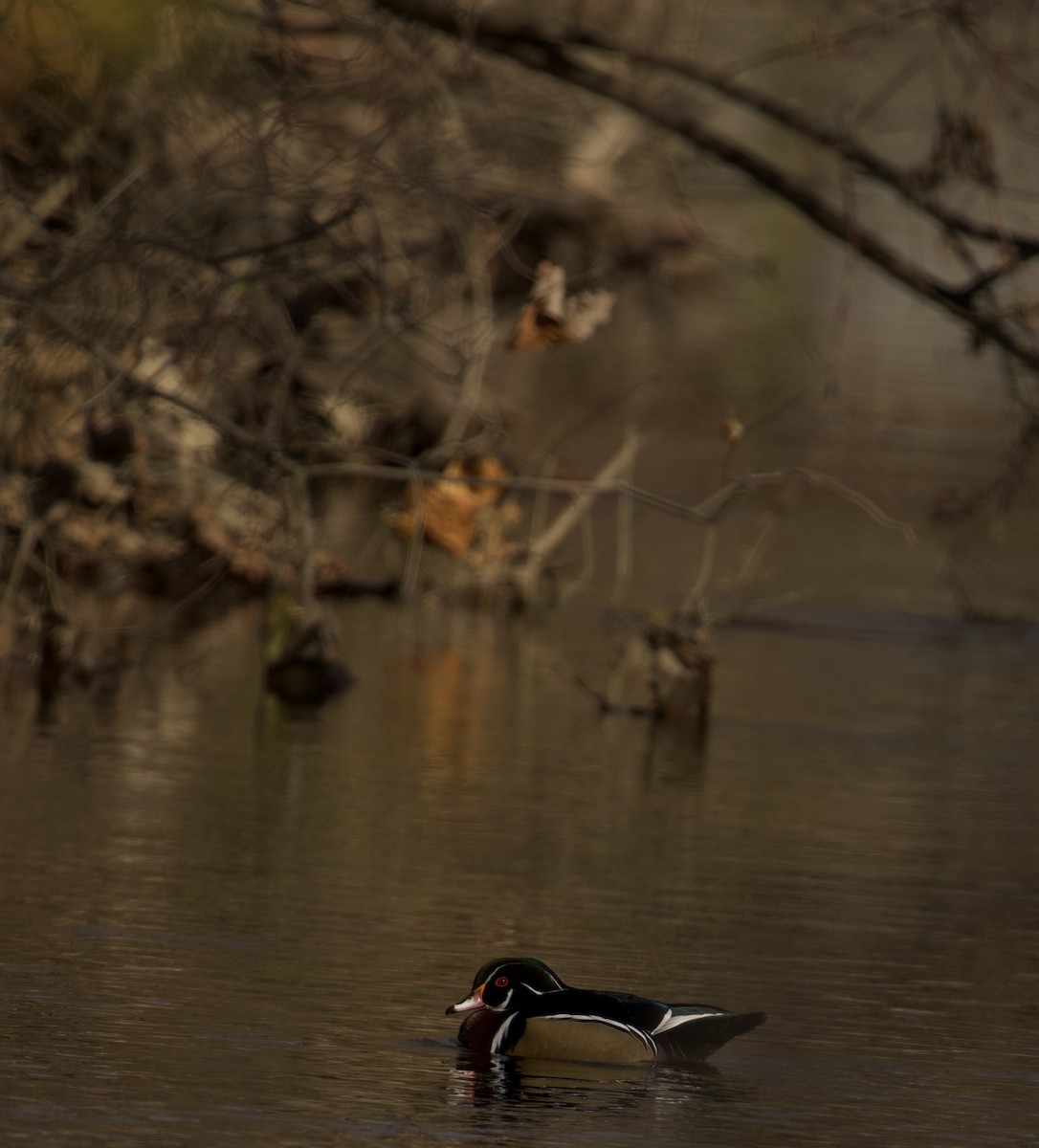 Wood Duck - ML393279651