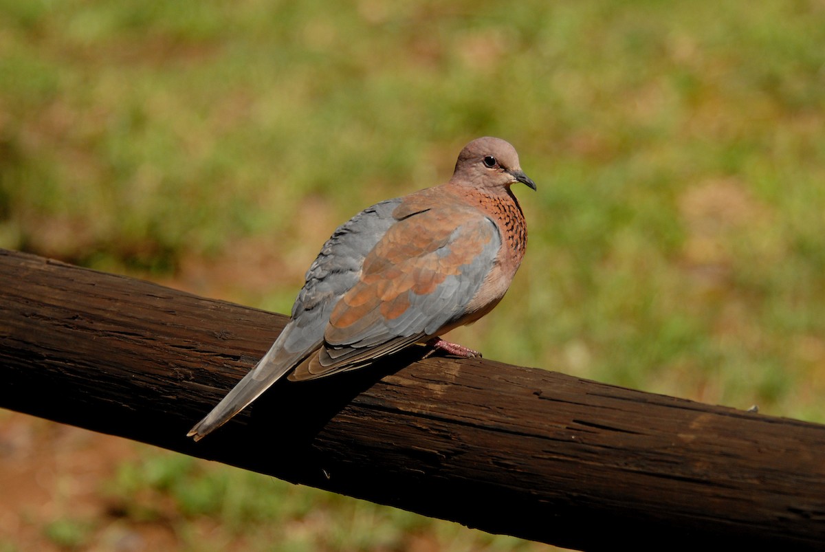 Laughing Dove - ML393281341
