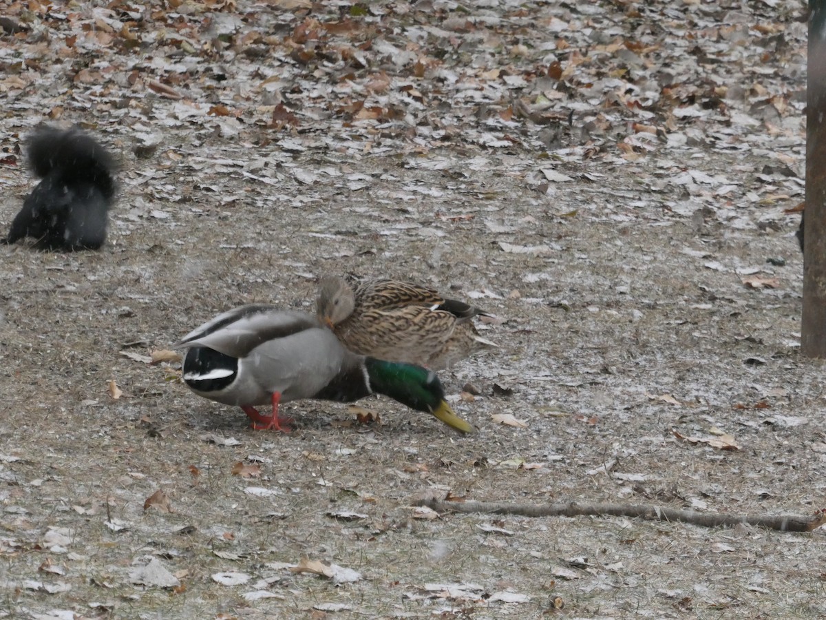 Canard colvert - ML393281521