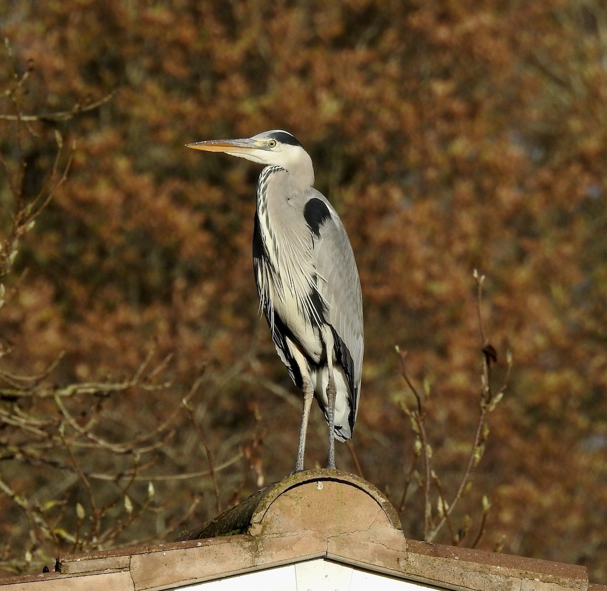 gråhegre - ML393281801