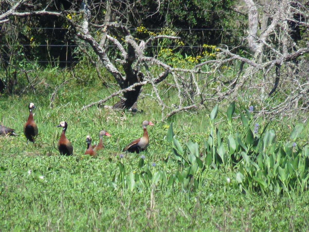 Black-bellied Whistling-Duck - Adrian Antunez