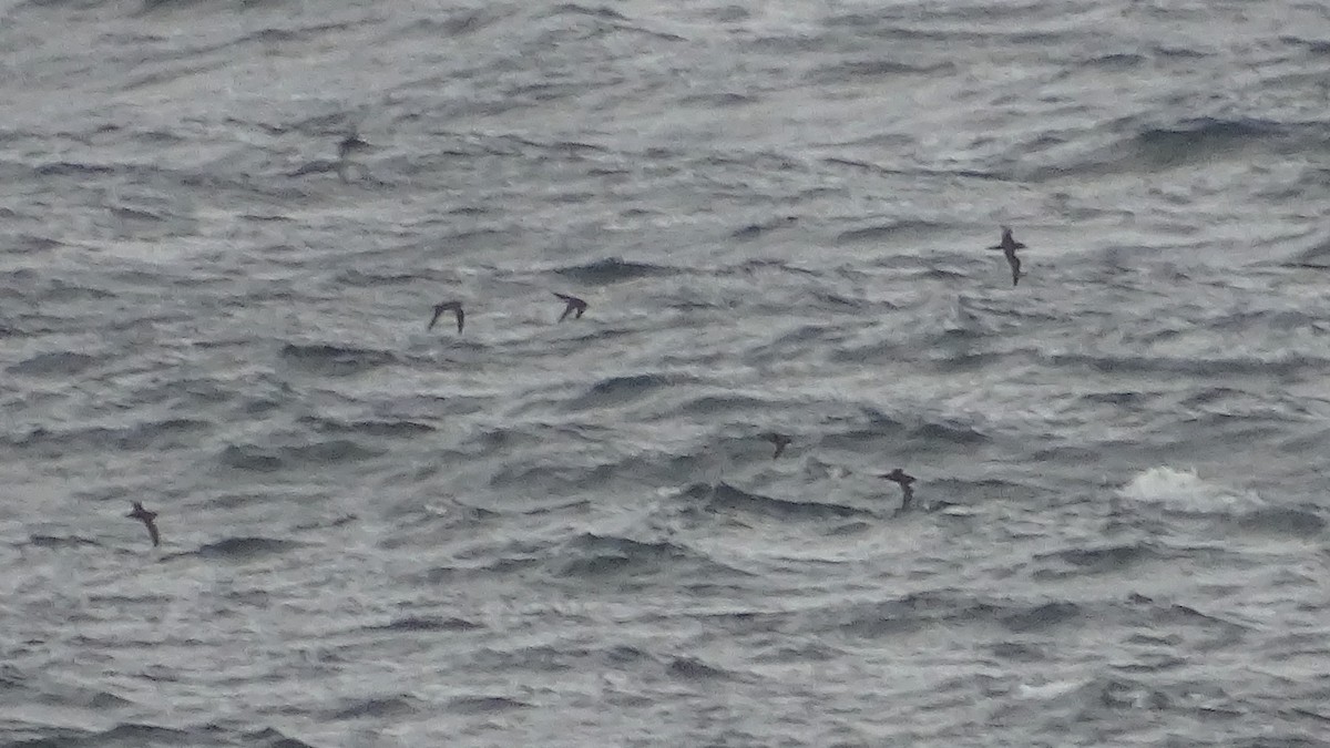 Short-tailed Shearwater - ML393282501