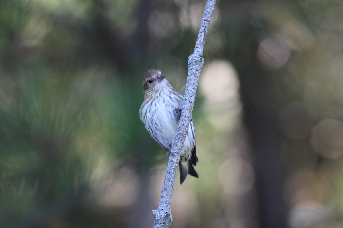 Pine Siskin - ML39328291