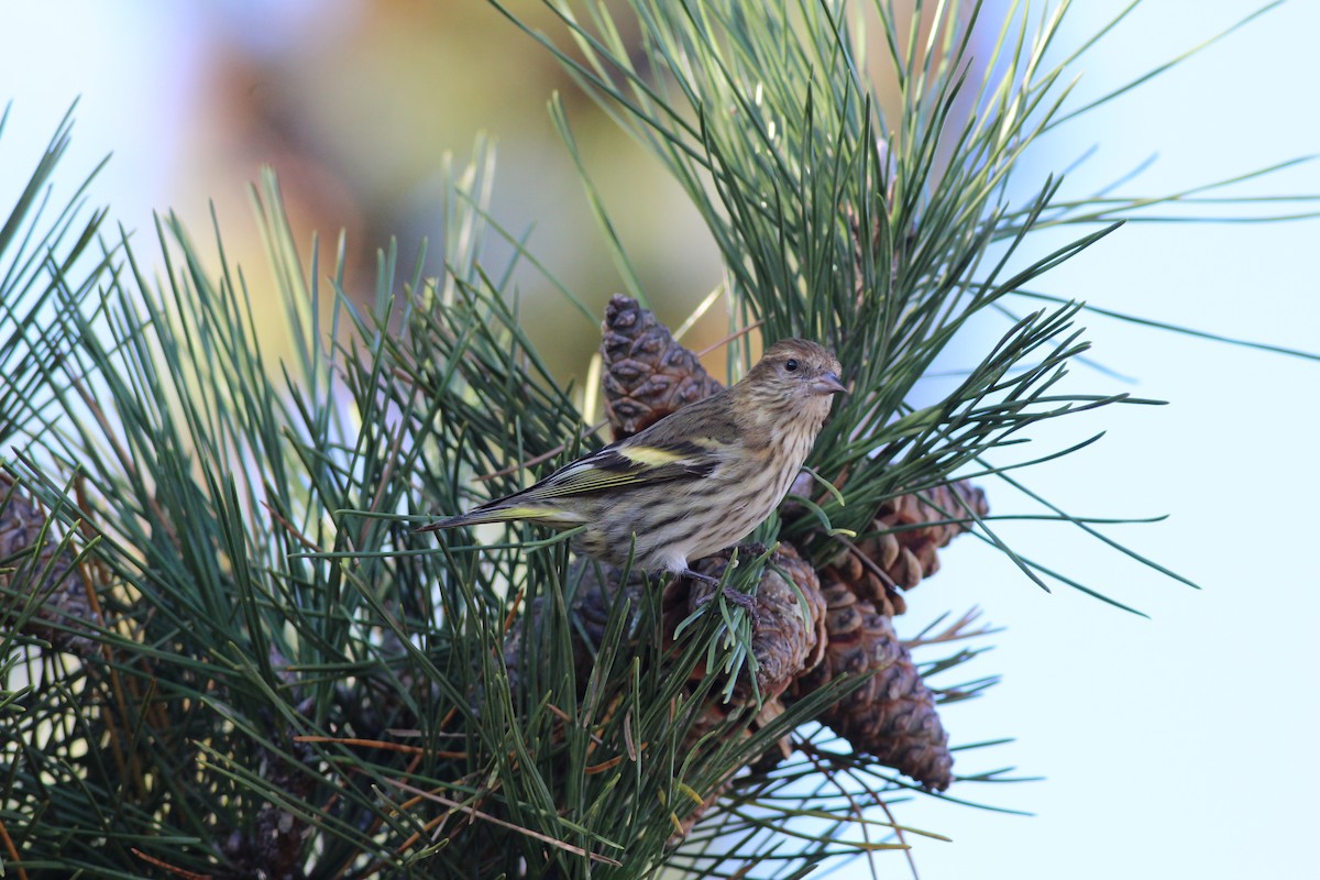 Pine Siskin - Sequoia Wrens