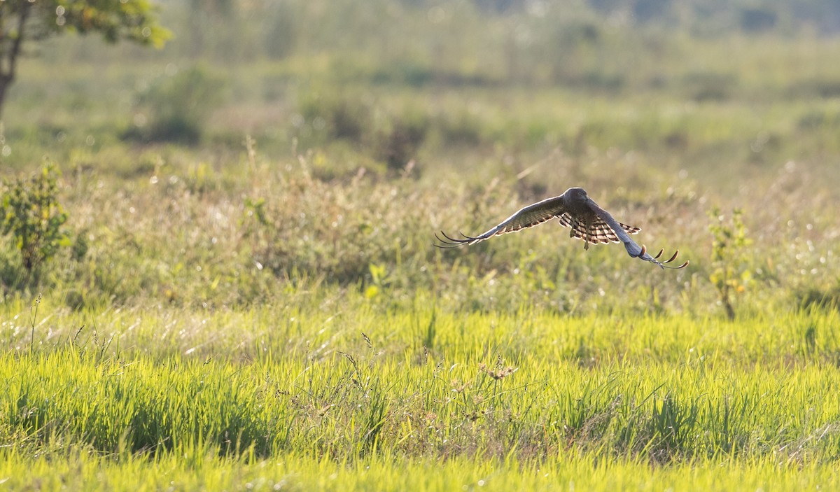 Spotted Harrier - Ian Davies