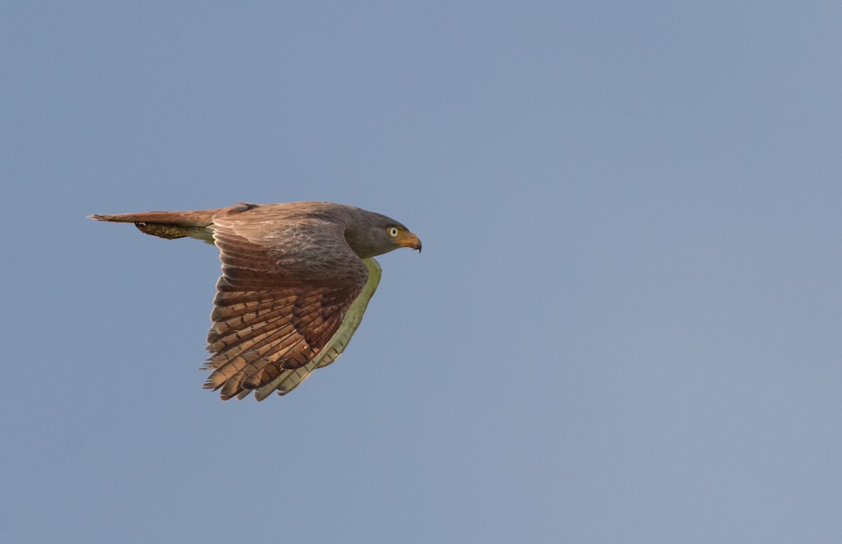 Rufous-winged Buzzard - ML393283911