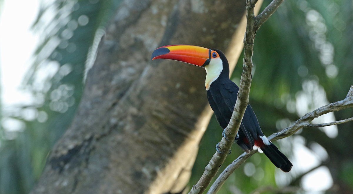 Toco Toucan - ML393283991