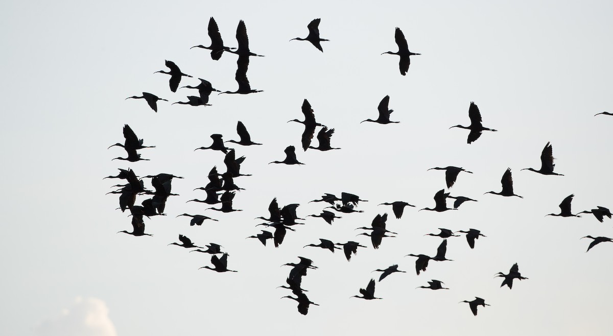 Glossy Ibis - ML393284391