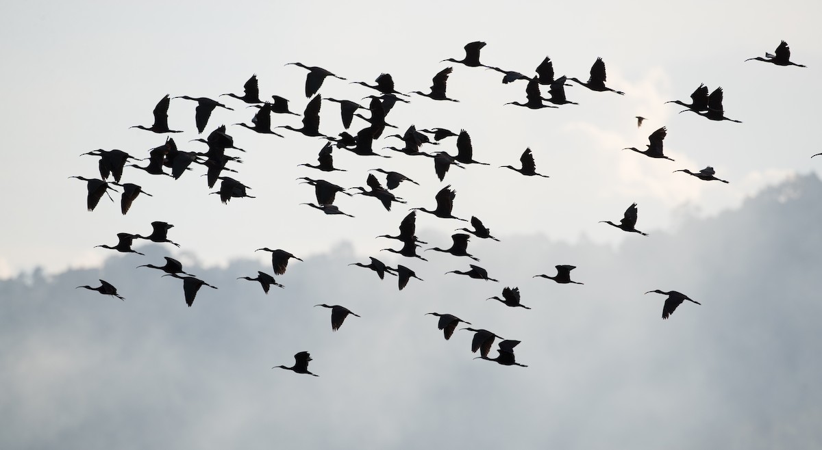 Glossy Ibis - ML393284561