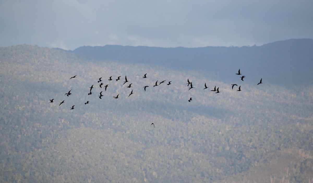 Glossy Ibis - ML393284581