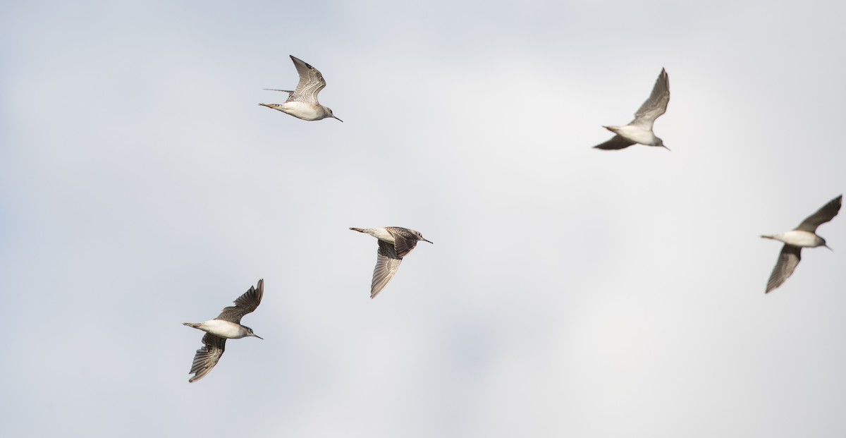 Wood Sandpiper - ML393284641