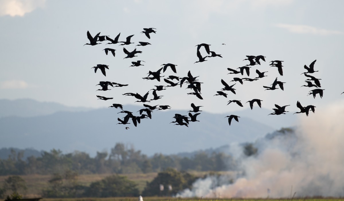 Glossy Ibis - ML393284691