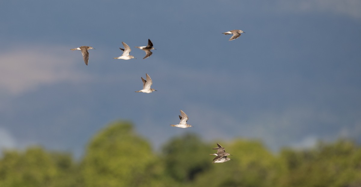 Wood Sandpiper - ML393284751