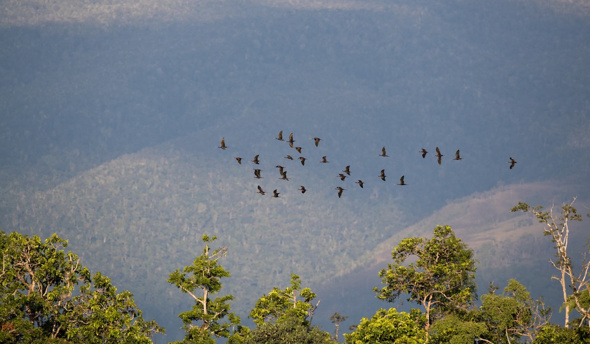 Glossy Ibis - ML393284791