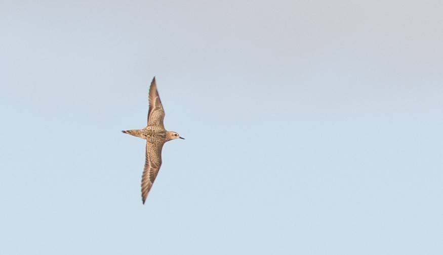 Pacific Golden-Plover - ML393284811