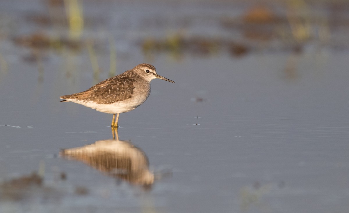 Wood Sandpiper - ML393284911