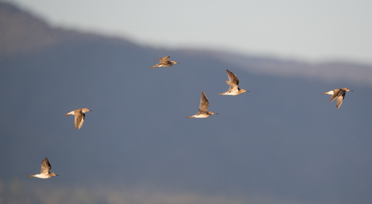 Wood Sandpiper - ML393284921