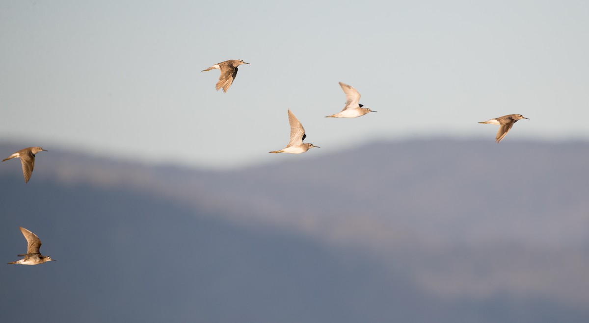 Wood Sandpiper - ML393284941