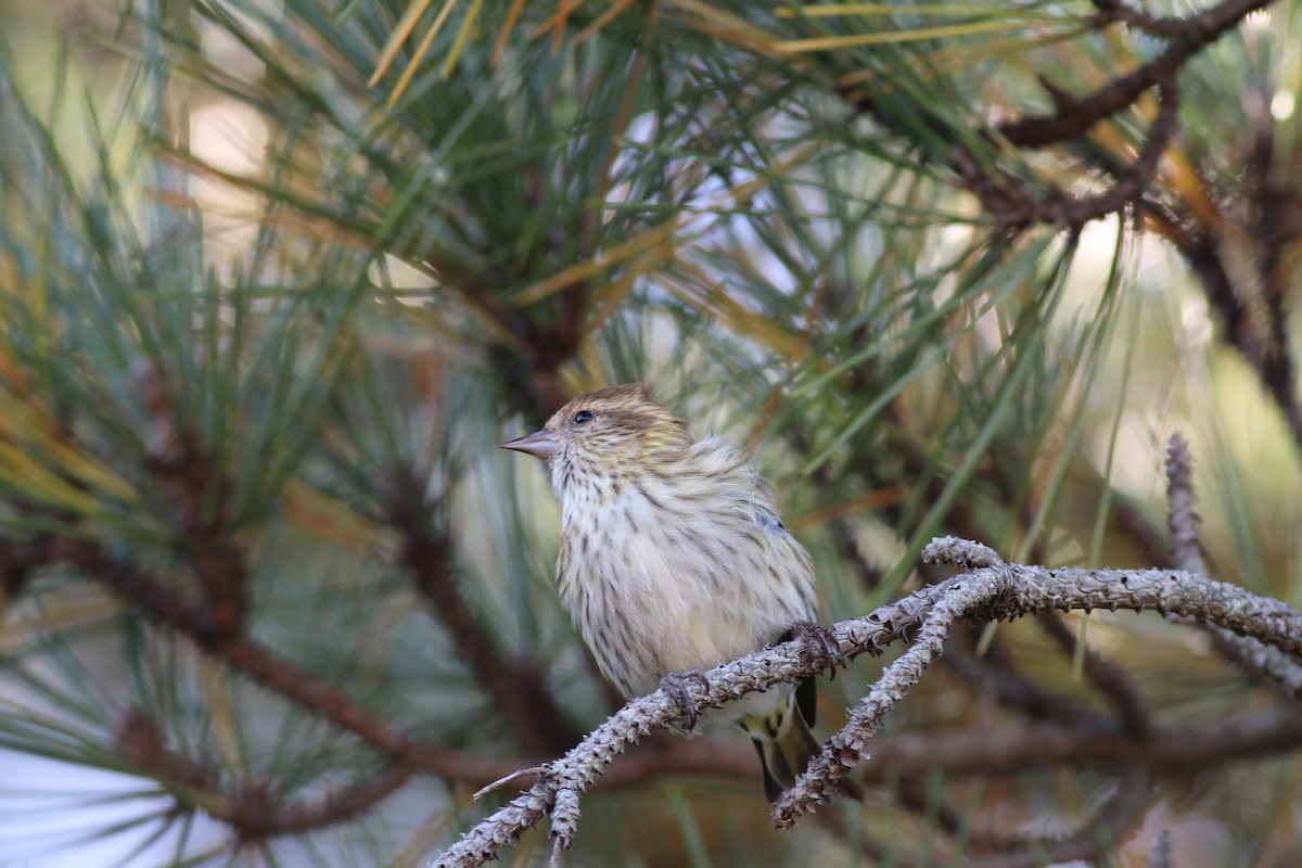 Pine Siskin - ML39328511