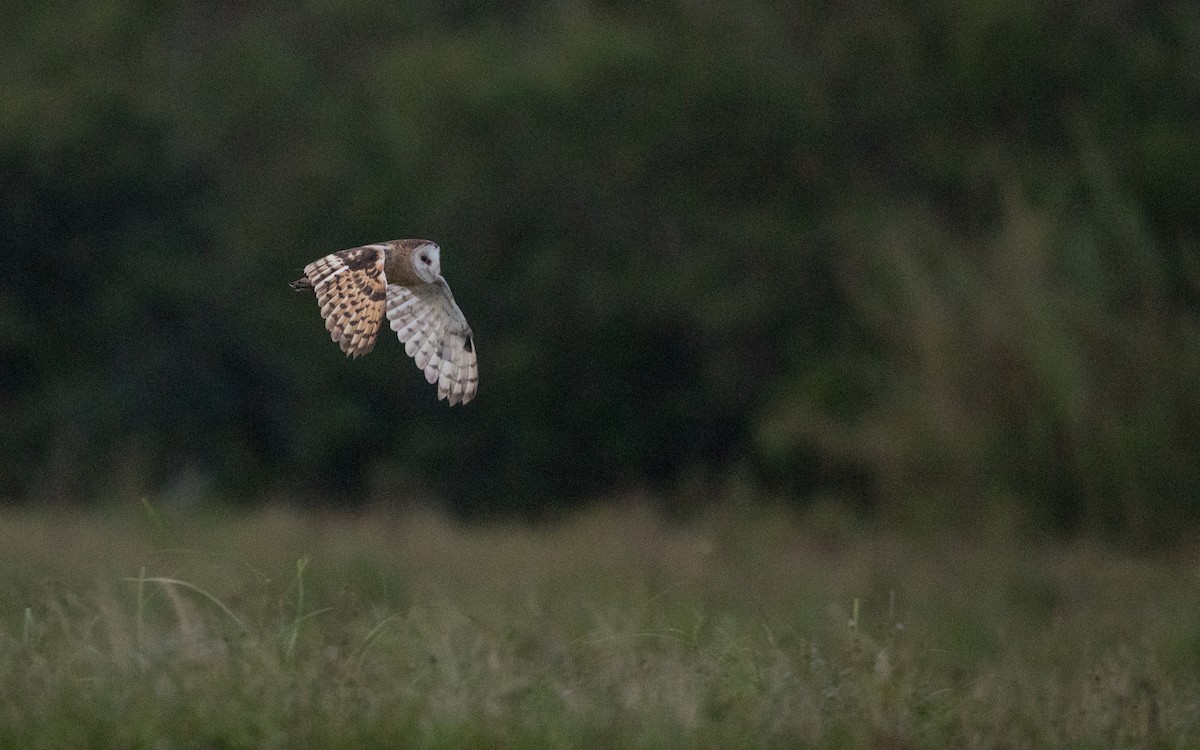 Australasian Grass-Owl - ML393285721