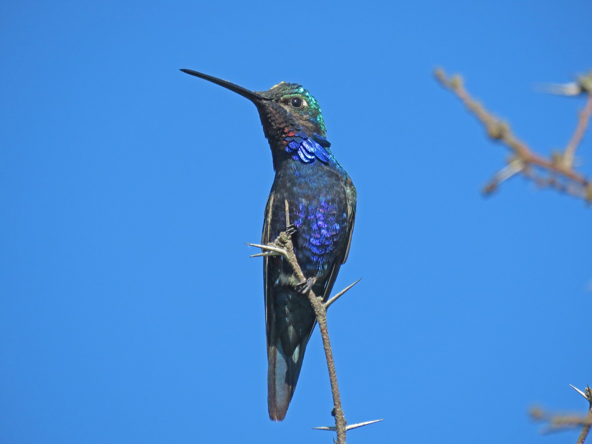 Blue-tufted Starthroat - Adrian Antunez