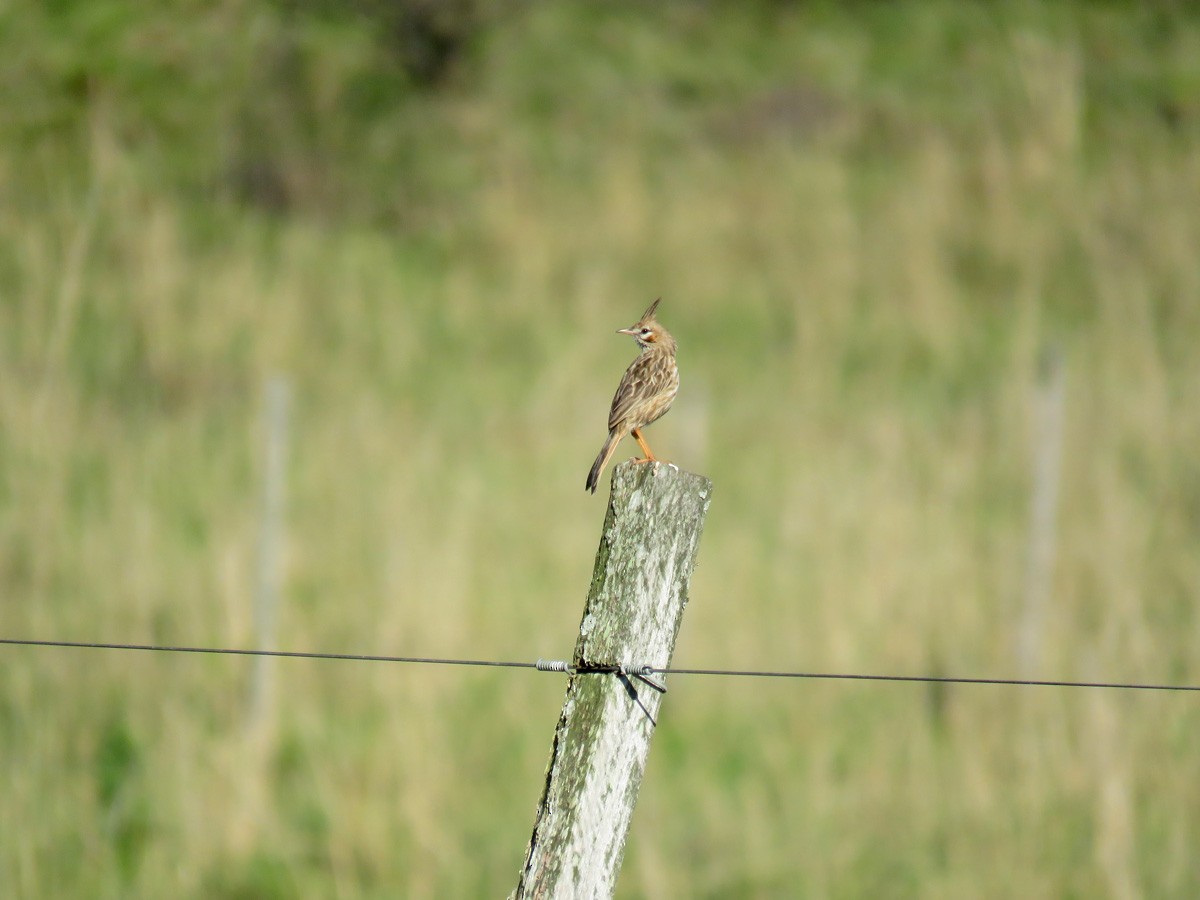 Lark-like Brushrunner - ML39328651