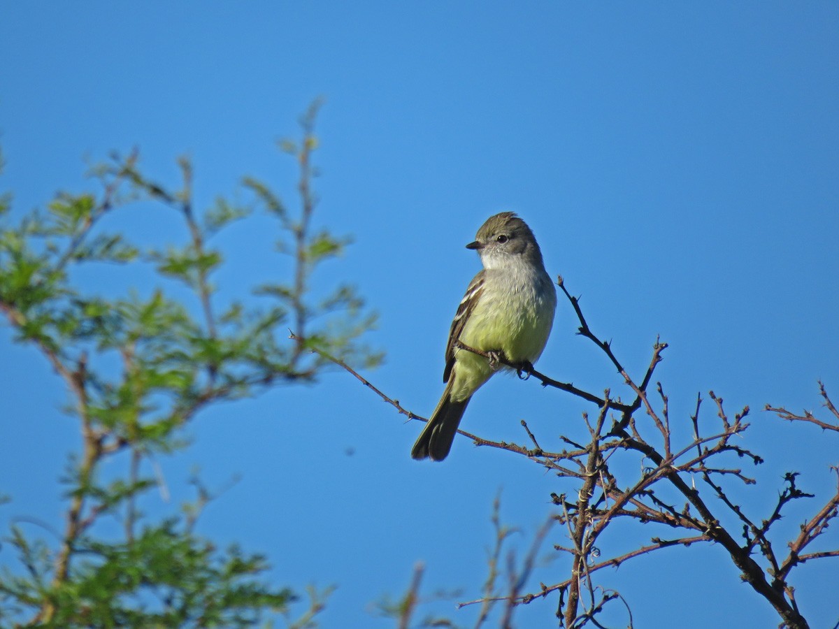 Southern Scrub-Flycatcher - ML39328741