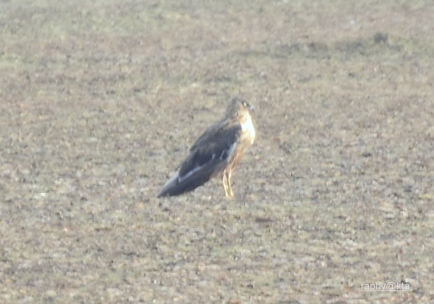 Western Marsh Harrier - ML39328851