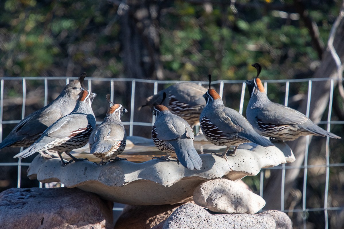 Gambel's Quail - ML393290231