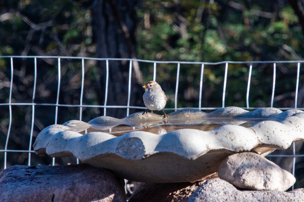 White-crowned Sparrow - ML393290631