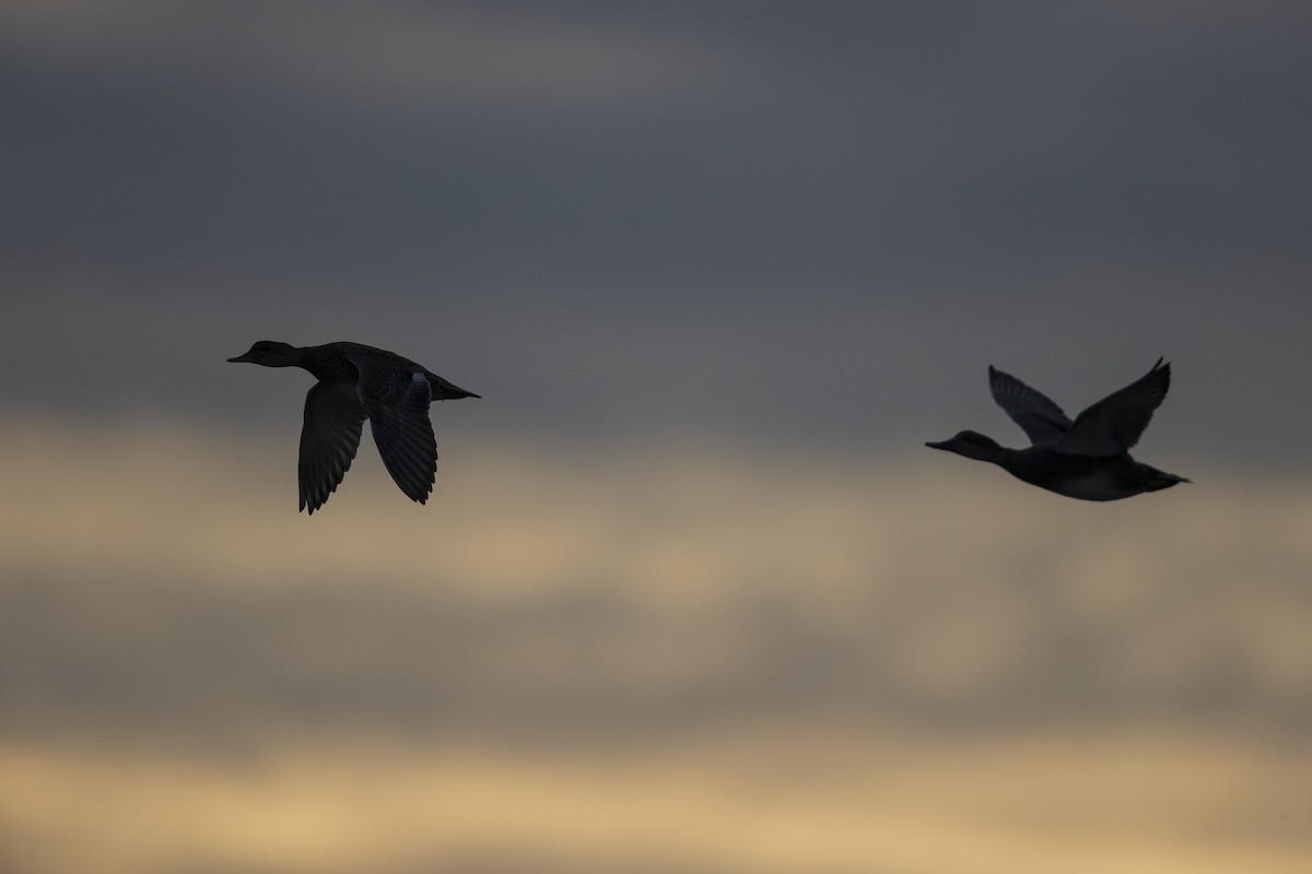 Gadwall - Michael Stubblefield