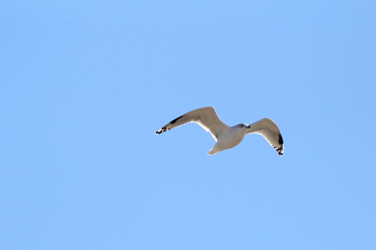 Ring-billed Gull - ML39329101