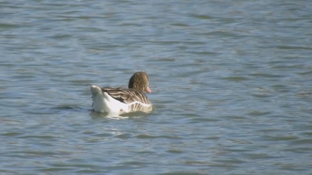 Greater White-fronted Goose - ML393291241