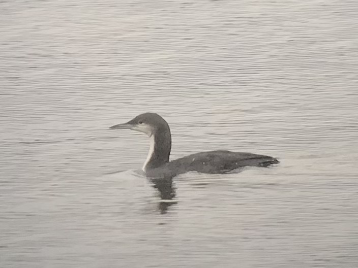 Pacific Loon - ML393291541