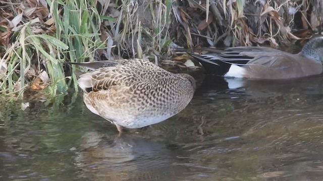 American Wigeon x Mallard (hybrid) - ML393291651