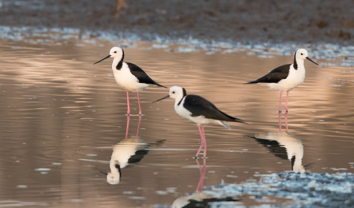 Pied Stilt - Ian Davies