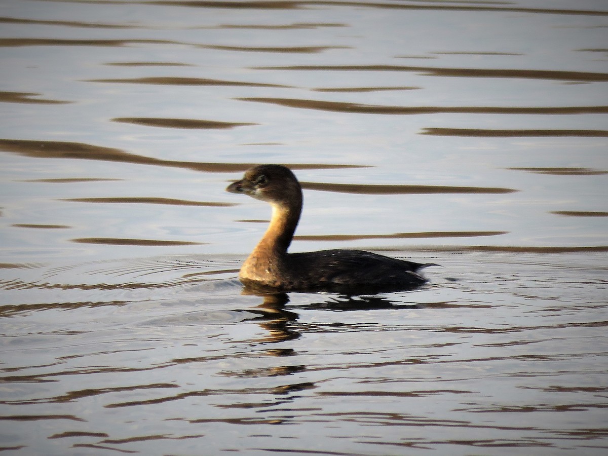 Pied-billed Grebe - ML393296651