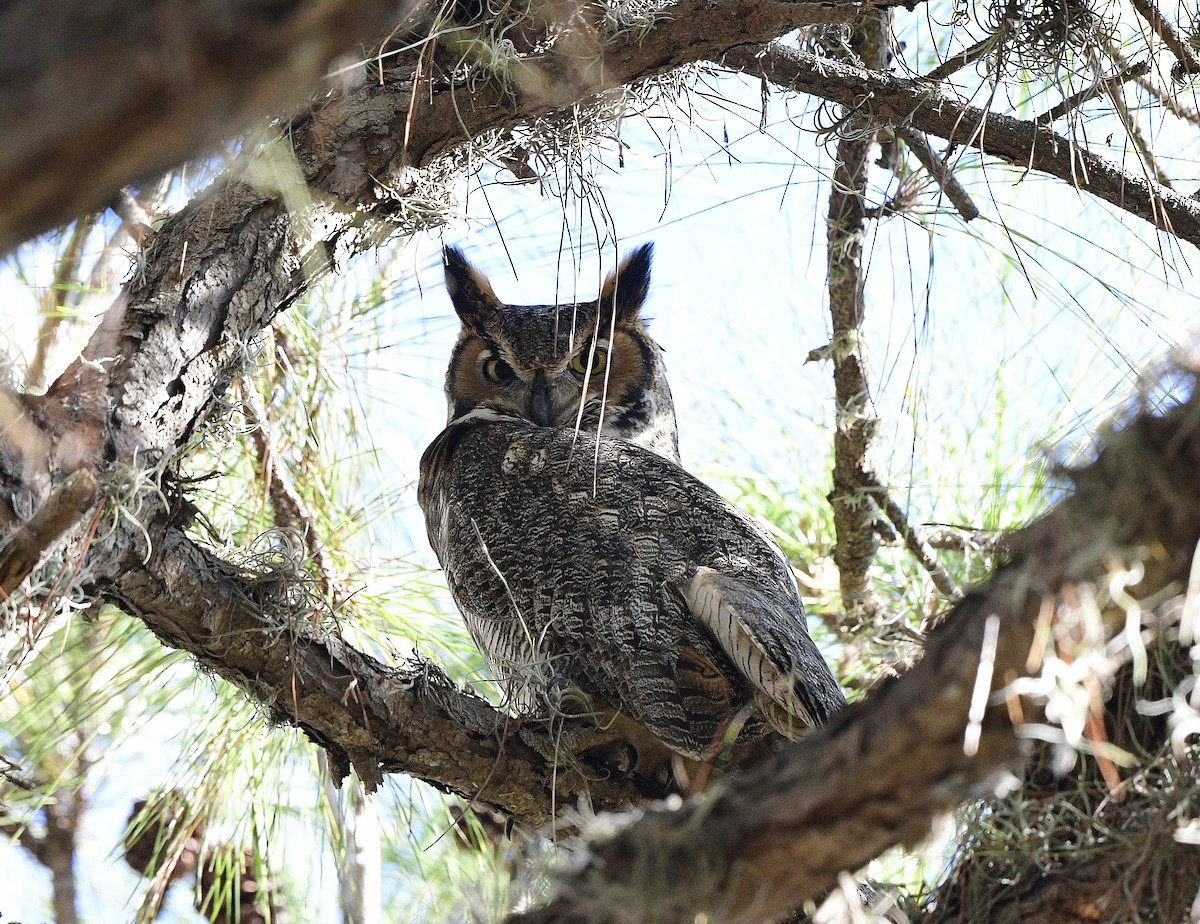 Great Horned Owl - ML393297321